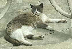 Lost Male Cat last seen Shaw and Wilcox, San Jose, CA 95118