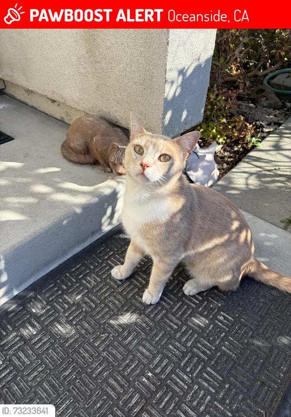 Lost Male Cat last seen Vista Community Clinic, Oceanside, CA 92057