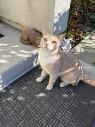 Lost Male Cat last seen Vista Community Clinic, Oceanside, CA 92057
