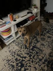 Reunited Female Dog last seen Spruce Street, Bethlehem, PA 18018