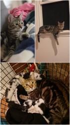Lost Female Cat last seen Ambassador & Rossmoor, Rancho Cordova, CA 95670