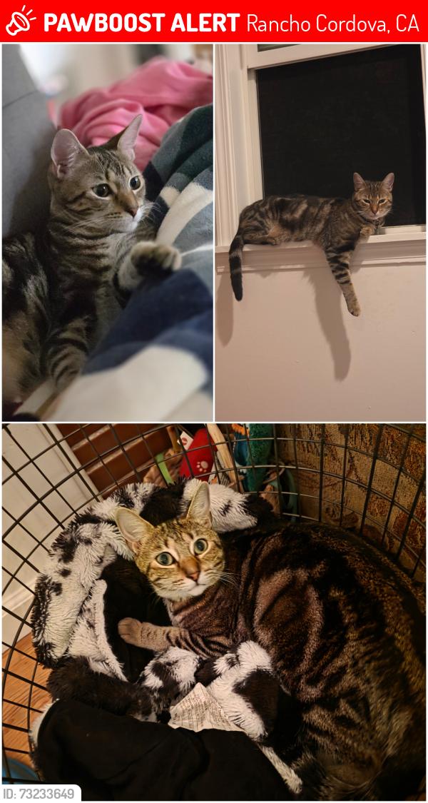 Lost Female Cat last seen Ambassador & Rossmoor, Rancho Cordova, CA 95670