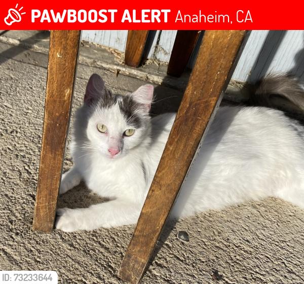 Lost Female Cat last seen Ball Rd and Flore St, Anaheim, CA 92802