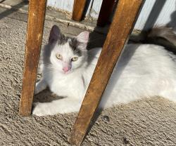 Lost Female Cat last seen Ball Rd and Flore St, Anaheim, CA 92802