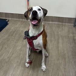 Shelter Stray Male Dog last seen , 361 S Raymond Ave, Pasadena, CA 91105, USA