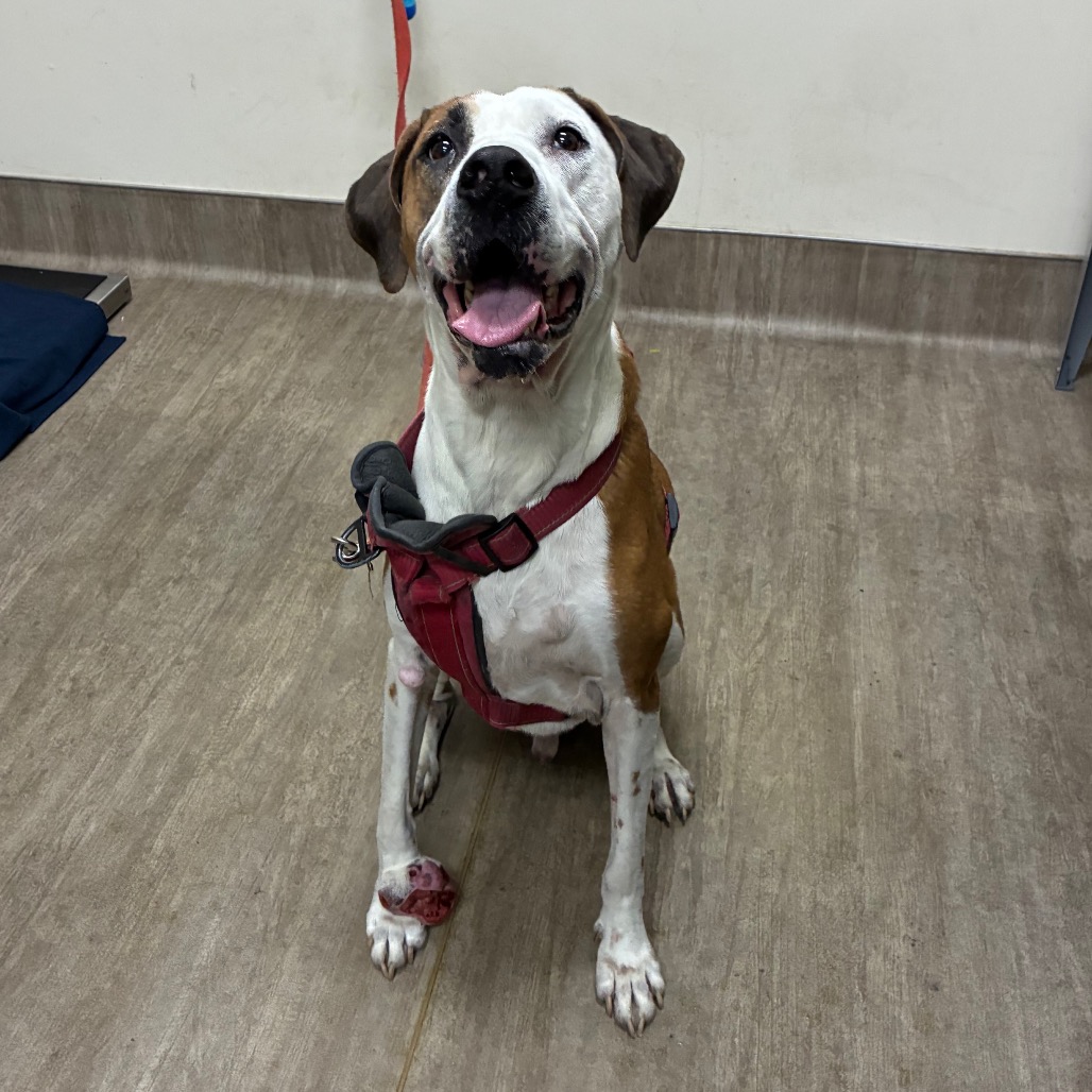 Shelter Stray Male Dog last seen , 361 S Raymond Ave, Pasadena, CA 91105, USA