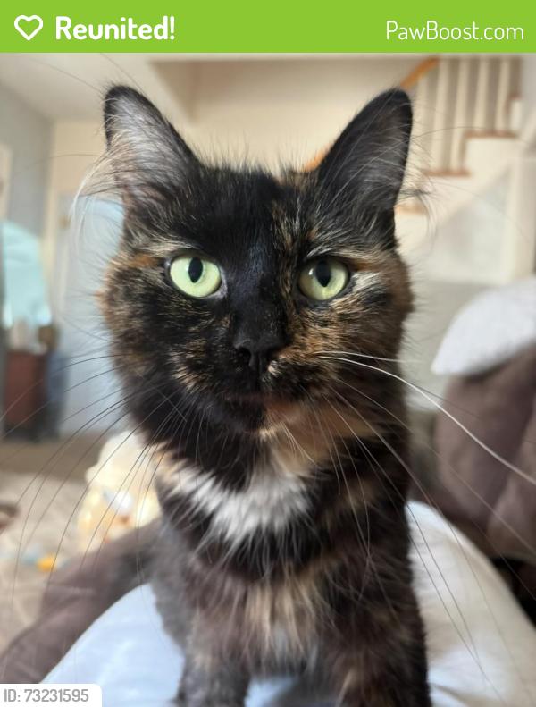 Reunited Female Cat last seen Near Claire Ln, Northglenn, CO 80234, USA, Northglenn, CO 80234