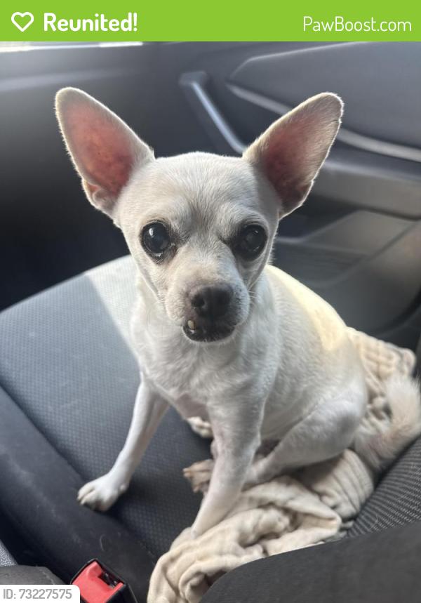 Reunited Male Dog last seen E St and Lincoln Anaheim, Anaheim, CA 92805