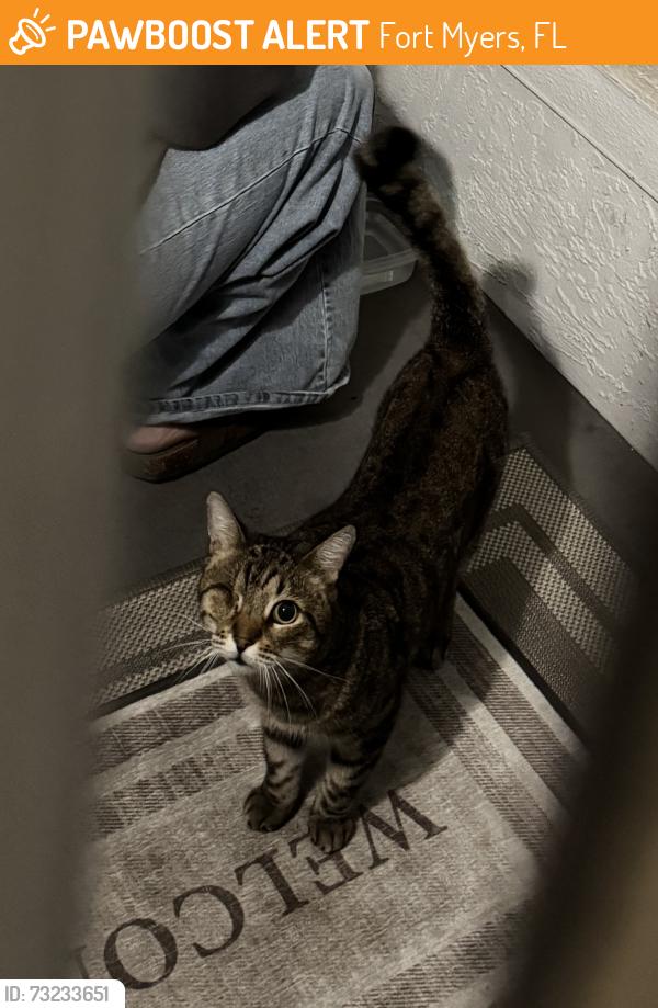 Found/Stray Male Cat last seen Red Cedar Drive, Lennox apmt Complex, Fort Myers, FL 33907