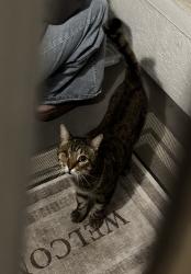 Found/Stray Male Cat last seen Red Cedar Drive, Lennox apmt Complex, Fort Myers, FL 33907