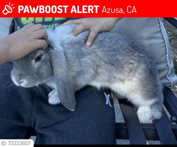 Lost Male Rabbit last seen Gladstone Street between Rockvale and Citrus, Azusa, CA 91702