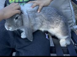 Lost Male Rabbit last seen Gladstone Street between Rockvale and Citrus, Azusa, CA 91702