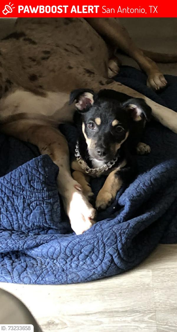 Lost Female Dog last seen Home Suites Hotel on NW Loop 410, San Antonio, TX 78229