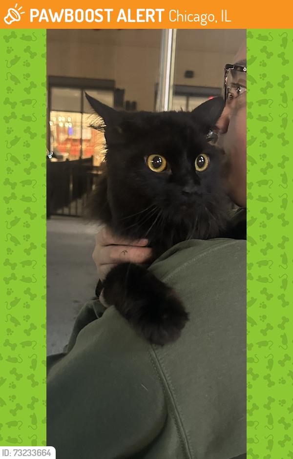 Found/Stray Unknown Cat last seen Adams and Throop across from the Mark T. Skinner Elementary School, Chicago, IL 60602