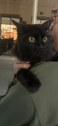 Found/Stray Unknown Cat last seen Adams and Throop across from the Mark T. Skinner Elementary School, Chicago, IL 60602