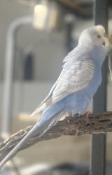 Lost Unknown Bird last seen N Silverbell, Tucson, AZ 85745