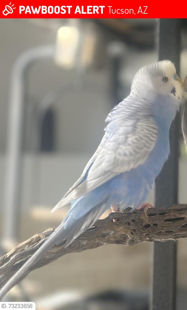 Lost Unknown Bird last seen N Silverbell, Tucson, AZ 85745