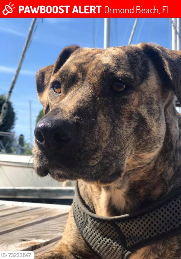 Lost Female Dog last seen arroyo pkwy and orchard ave, Ormond Beach, FL 32174