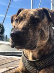 Lost Female Dog last seen arroyo pkwy and orchard ave, Ormond Beach, FL 32174