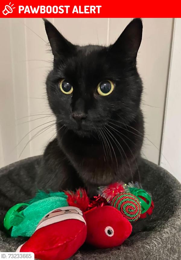 Lost Male Cat last seen Myra road, narrows lane, highway 7, Porters Lake, NS B3E 1K1