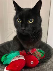 Lost Male Cat last seen Myra road, narrows lane, highway 7, Porters Lake, NS B3E 1K1