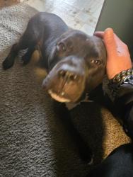Reunited Male Dog last seen 10 mile rd eastpointe mi 48021 near Roseville mi and frazho, Eastpointe, MI 48021