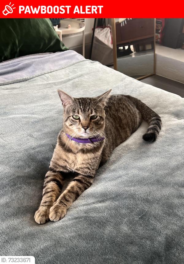 Lost Male Cat last seen Castilian-Colima (my patio), Huntington Beach, CA 92646