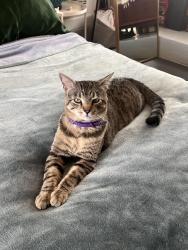 Lost Male Cat last seen Castilian-Colima (my patio), Huntington Beach, CA 92646