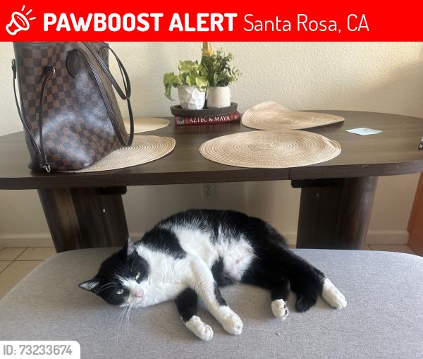 Lost Female Cat last seen Book store, Santa Rosa, CA 95409