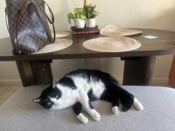 Lost Female Cat last seen Book store, Santa Rosa, CA 95409