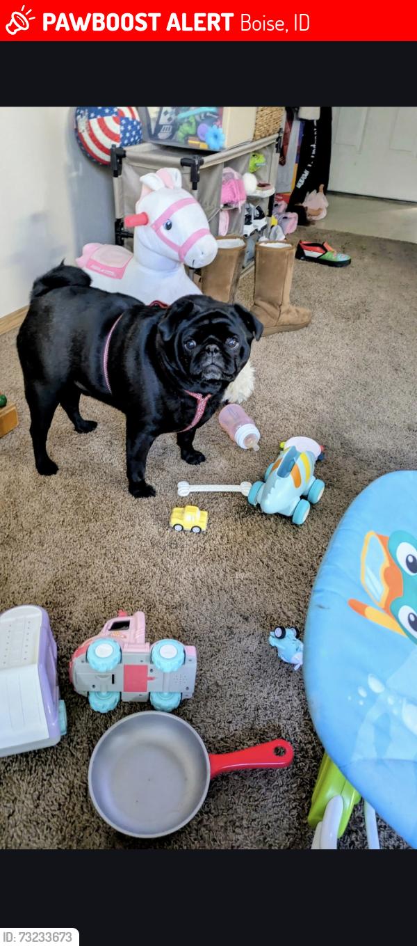Lost Male Dog last seen Fry and Fairview, Boise, ID 83704