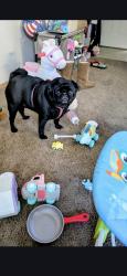 Lost Male Dog last seen Fry and Fairview, Boise, ID 83704