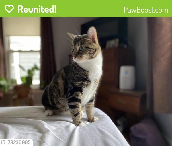 Reunited Female Cat last seen Blythefield ave NE, Plainfield Township, MI 49341