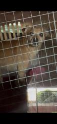 Shelter Stray Male Dog last seen GUARDINO DR, 1950 Stevenson Blvd, Fremont, CA 94538, USA