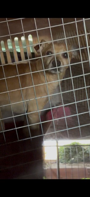 Shelter Stray Male Dog last seen GUARDINO DR, 1950 Stevenson Blvd, Fremont, CA 94538, USA
