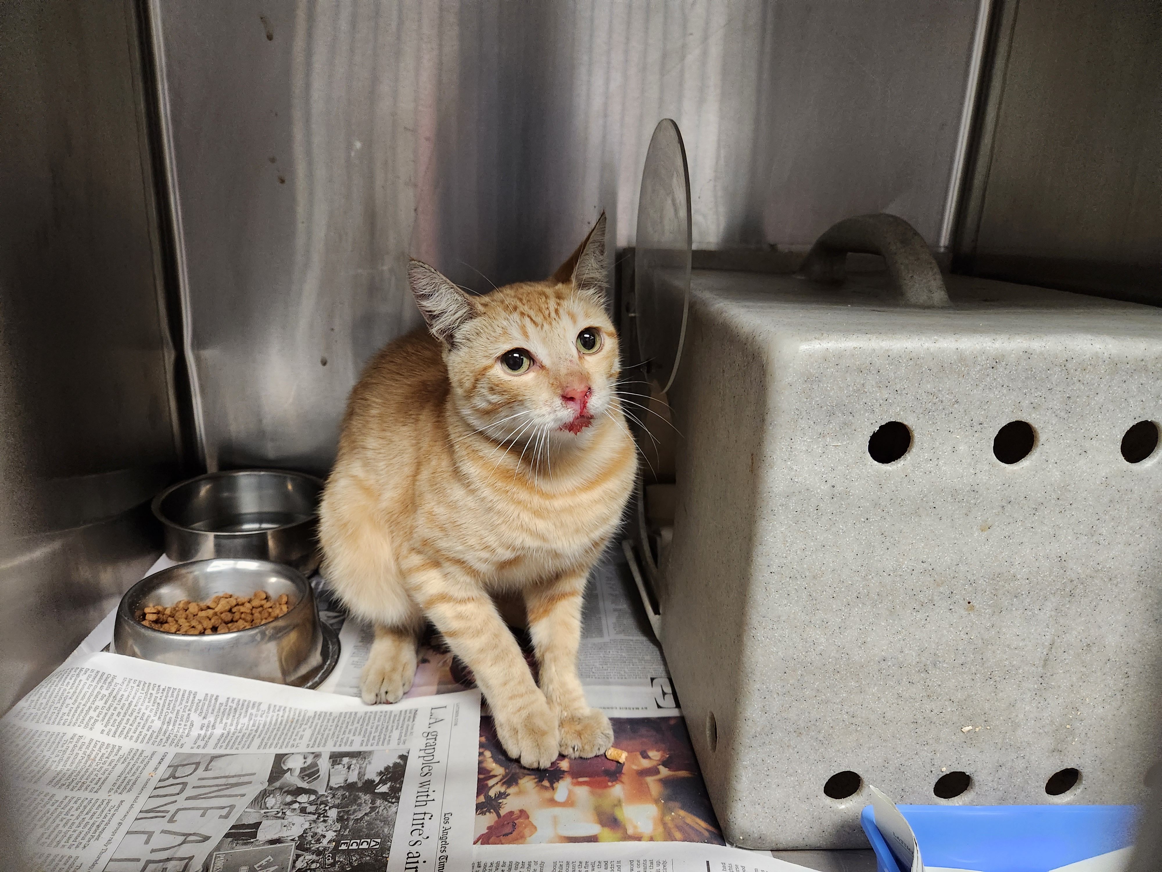 Shelter Stray Unknown Cat last seen , 11361 W Pico Blvd, Los Angeles, CA 90064, USA