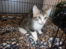 Shelter Stray Unknown Cat last seen , 14409 Vanowen St, Van Nuys, CA 91405, USA