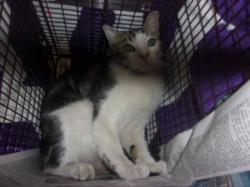 Shelter Stray Unknown Cat last seen , 14409 Vanowen St, Van Nuys, CA 91405, USA