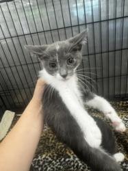 Shelter Stray Female Cat last seen , 14409 Vanowen St, Van Nuys, CA 91405, USA