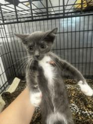 Shelter Stray Male Cat last seen , 14409 Vanowen St, Van Nuys, CA 91405, USA