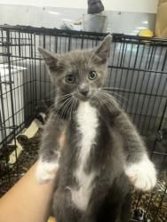 Shelter Stray Male Cat last seen , 14409 Vanowen St, Van Nuys, CA 91405, USA