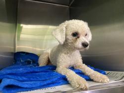 Shelter Stray Unknown Dog last seen , 1850 W 60th St, Los Angeles, CA 90047, USA