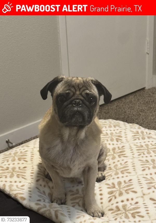 Lost Male Dog last seen Brian 75052, Grand Prairie, TX 75050