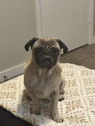 Lost Male Dog last seen Brian 75052, Grand Prairie, TX 75050