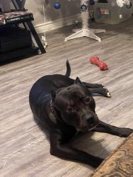 Lost Male Dog last seen Near w villaret, San Antonio, TX 78224