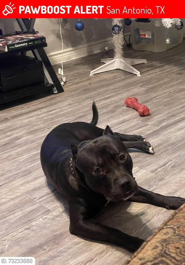 Lost Male Dog last seen Near w villaret, San Antonio, TX 78224
