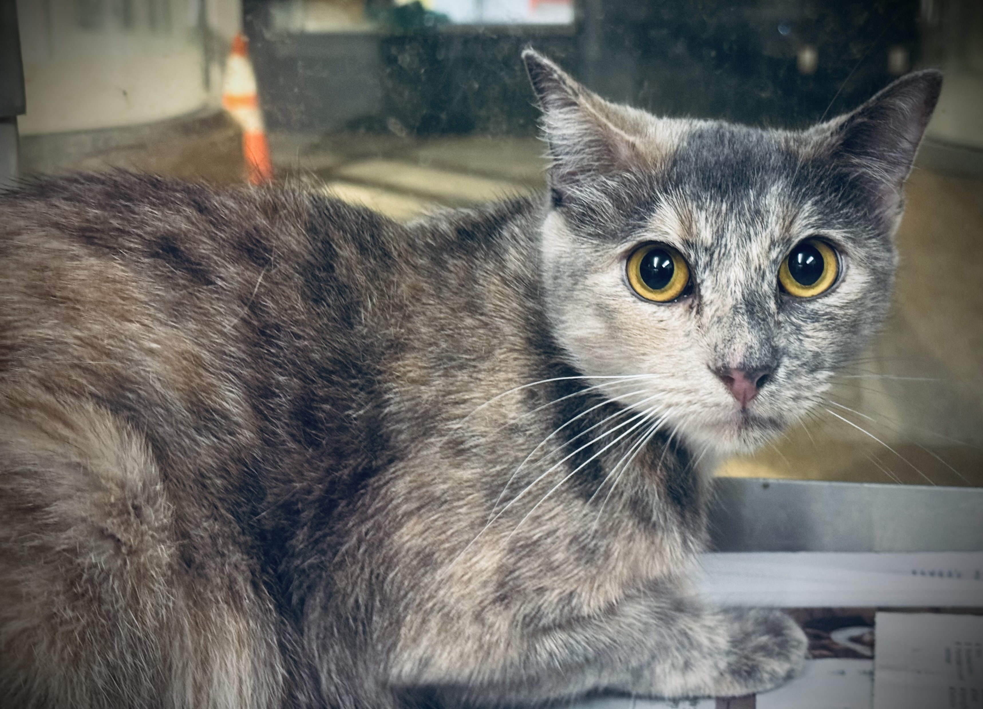 Shelter Stray Female Cat last seen , 3201 Lacy St, Los Angeles, CA 90031, USA