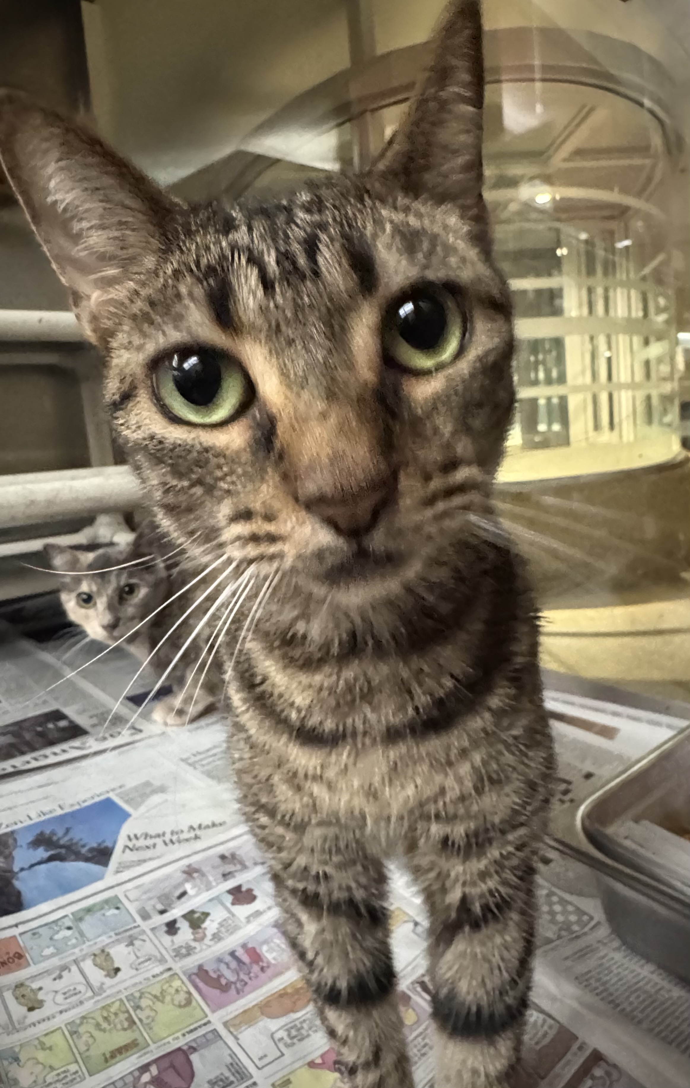 Shelter Stray Female Cat last seen , 3201 Lacy St, Los Angeles, CA 90031, USA