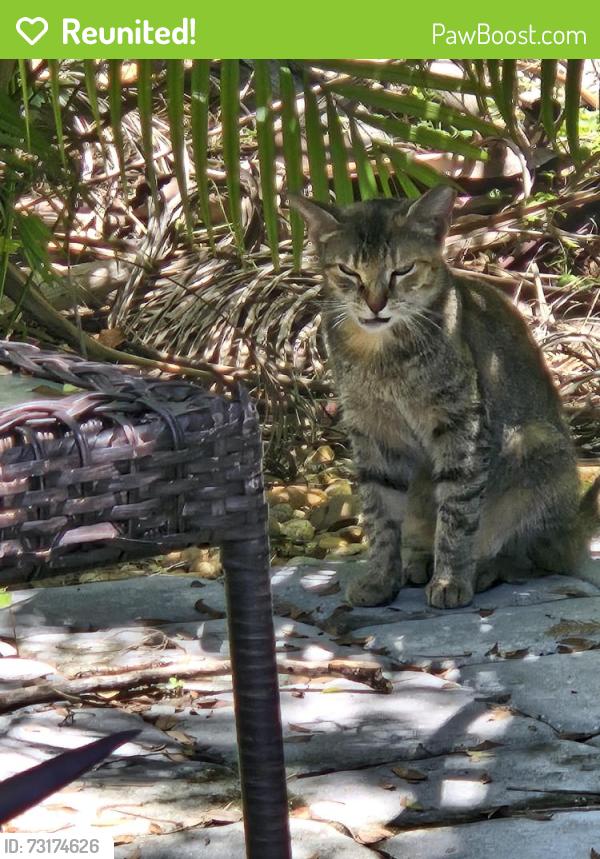 Reunited Female Cat last seen Landscaping Tune Ups Inc, Tampa, FL 33619