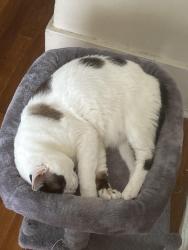 Reunited Male Cat last seen Broad, Rochester, NY 14606